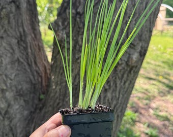 Green Onions Starter Live Plants - 2.5” POT