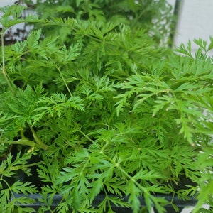 Artemisia Annua - Tshab Xyoob (2.5" Pot)