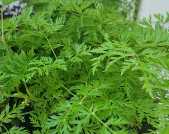 Artemisia Annua - Tshab Xyoob (2.5" Pot)