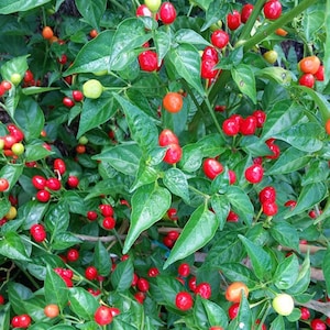 May include: A close-up of a pepper plant with green leaves and red and green peppers.