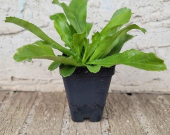 Culantro Herb Starter Live Plant (2.5" Pot)