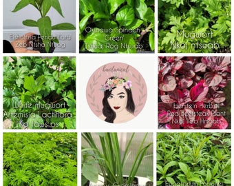 Hmong Herbs Starter Live Plants (9 variety)