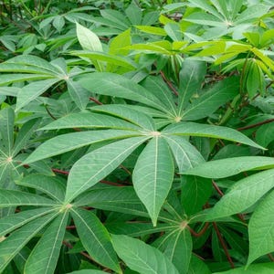 May include: A close-up shot of lush green cassava leaves. The leaves are large, with a distinctive palmate shape, and are arranged in a dense pattern. The veins are visible, and the stems are reddish-brown. The overall impression is one of vibrant, healthy foliage.