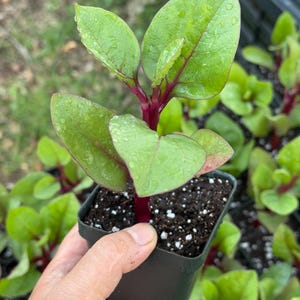 May include: A close-up of a small potted plant with bright green leaves and a red stem. The plant is in a black plastic pot and is surrounded by other plants.