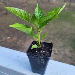 May include: A small green pepper plant growing in a black plastic pot. The plant has several leaves and is in the early stages of growth.