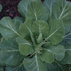 May include: A close-up view of a leafy green plant with large, veined leaves. The leaves are a deep green color with prominent white veins. The plant appears to be growing in soil, suggesting a garden or outdoor setting.