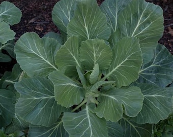 Collard Greens Starter Live Plants (6 Seedlings)