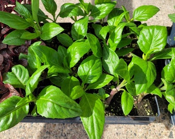 Okinawa Spinach - Tshuaj Rog Hmong herbs (2.5" Pot)