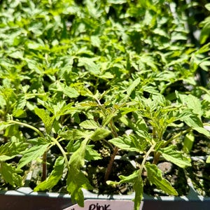 Pink Bumble Bee Heirloom Tomatoes Starter Live Plants (4 Seedlings) zdjęcie 5