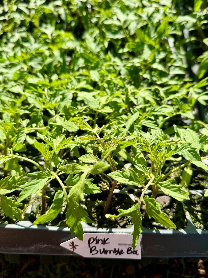 Pink Bumble Bee Heirloom Tomatoes Starter Live Plants (4 Seedlings) zdjęcie 5