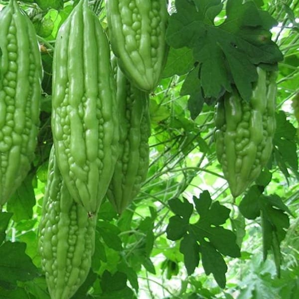 Chinese Bitter Melon Live Plant - 4 Seedlings