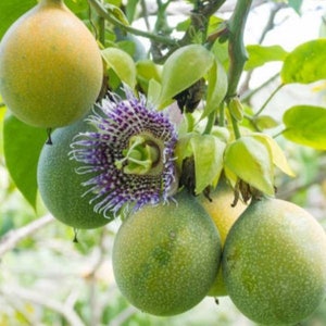 May include: Close-up of passion fruit growing on a vine. The fruit is green and yellow, and there is a purple and white passion flower in bloom.