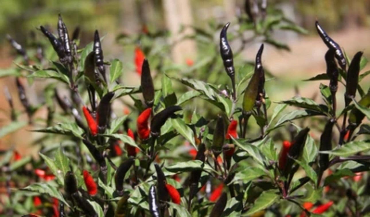 Black Cobra Pepper Kua Txob Lis Voos Live Plant (4 seedling)