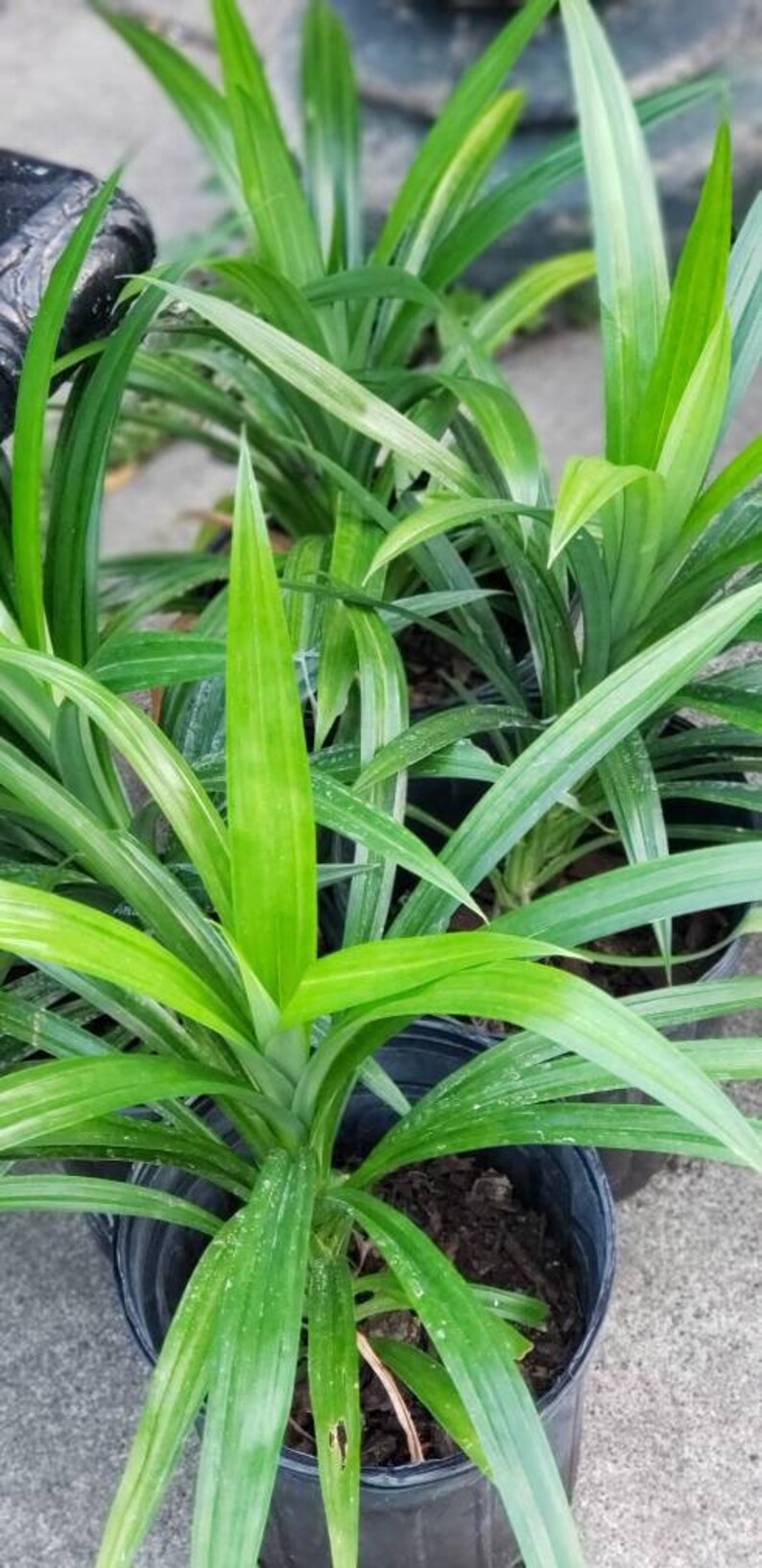 Pandan Pandanus Amaryllifolius Bai Tuy Live Plants Etsy