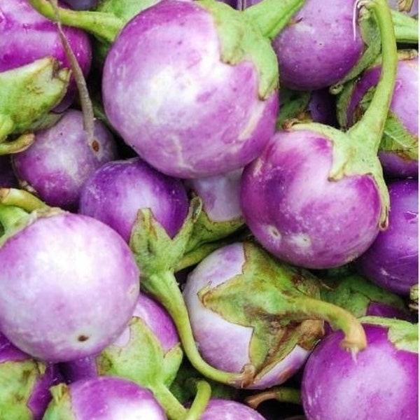 Eggplant Indian Small Round, Thai Purple Baby Eggplant (4 Seedlings)