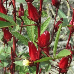 May include: Close-up of a plant with vibrant red buds and stems. The buds are elongated and pointed, with a deep red hue. Green leaves are interspersed among the stems, and a small yellow flower is visible.