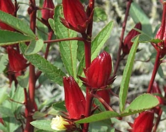 Roselle Hibiscus, Hibiscus Sabdariffa, Asian Sour Leaf Starter Plant (4 Seedlings)