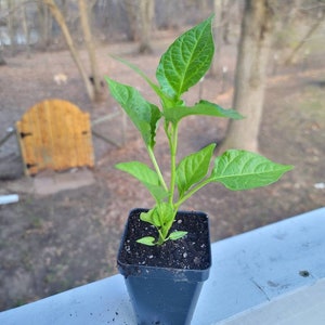 Dragon's Breath Pepper Live Plant (1-2.5" pot)