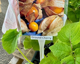 Ground Cherry Tomatoes Starter Live Plants (4 Seedlings)