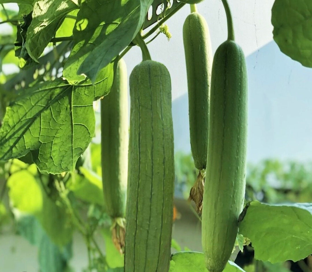 Round Smooth Luffa Gourd Loofah Sponge Live Plants (4 Seedlings) - Etsy