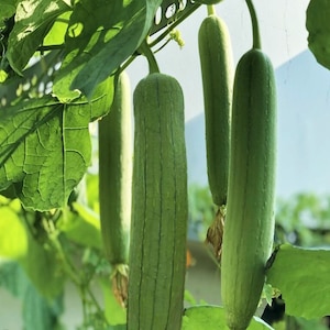 Round Smooth Luffa Gourd Loofah Sponge Live Plants (4 Seedlings)
