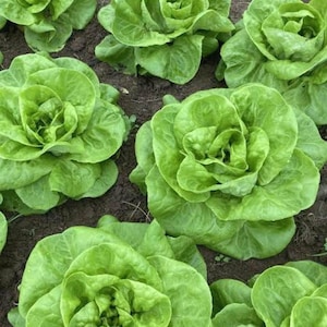 Butterhead Lettuce Starter Live Plants (4 Seedlings)