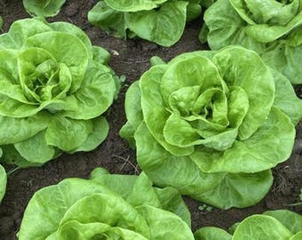Butterhead Lettuce Starter Live Plants (4 Seedlings)