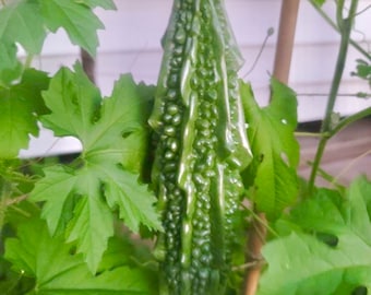 Indian Bitter Melon Live Starter Plant (4 Seedlings) #19