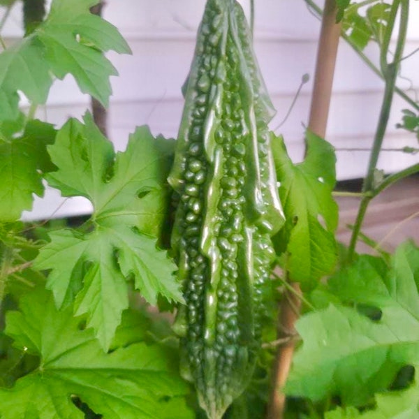 Indian Bittermelon Live Starter Plant (4 Seedlings)