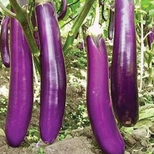 Long Purple Eggplant (4 Seedlings)