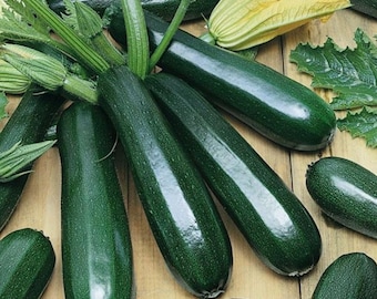 Green Zucchini, Black Beauty Zucchini Squash (4 Seedlings)