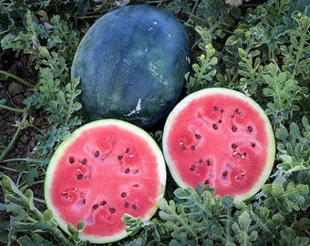 Sugar Baby Watermelon Starter Live Plants (4 Seedlings)