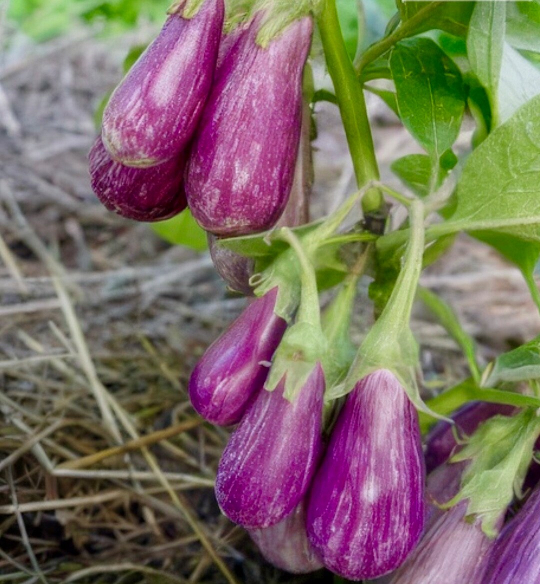 Fairy Tale Eggplant Hybrid Starter Live Plants 4 Seedlings Etsy