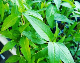 Vietnamese Coriander Rau Ram Starter Live Plant (1-2.5” Pot)