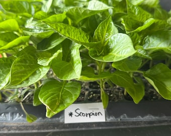 Trinidad Moruga Scorpion Pepper Starter Live Plants (2.5" pot) P6