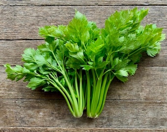 Chinese Celery Starter Live Plants (4 Plugs)