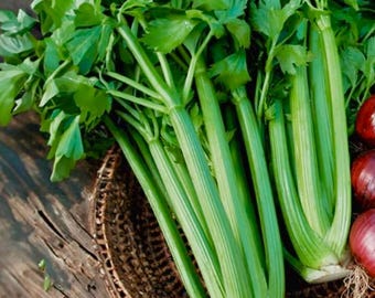 Celery Starter Live Plants (4 Seedlings)