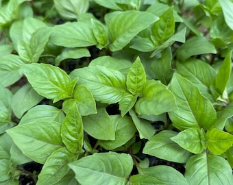 Thai Basil Starter Live Plant (4 seedlings) #13