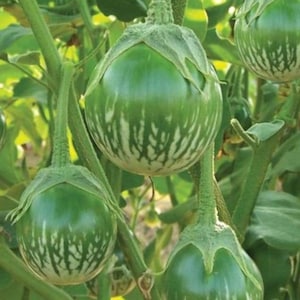 Thai Eggplant Starter Plants - 4 Seedlings