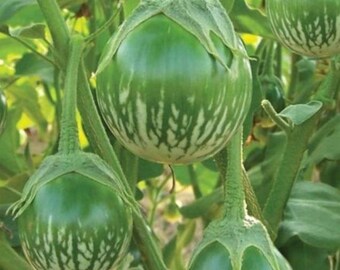 Thai Eggplant Starter Plants - 4 Seedlings