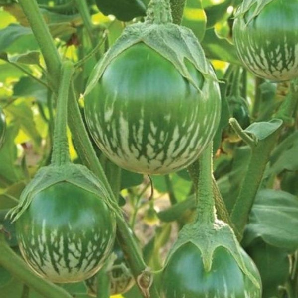 Thai Eggplant Starter Plants - 4 Seedlings