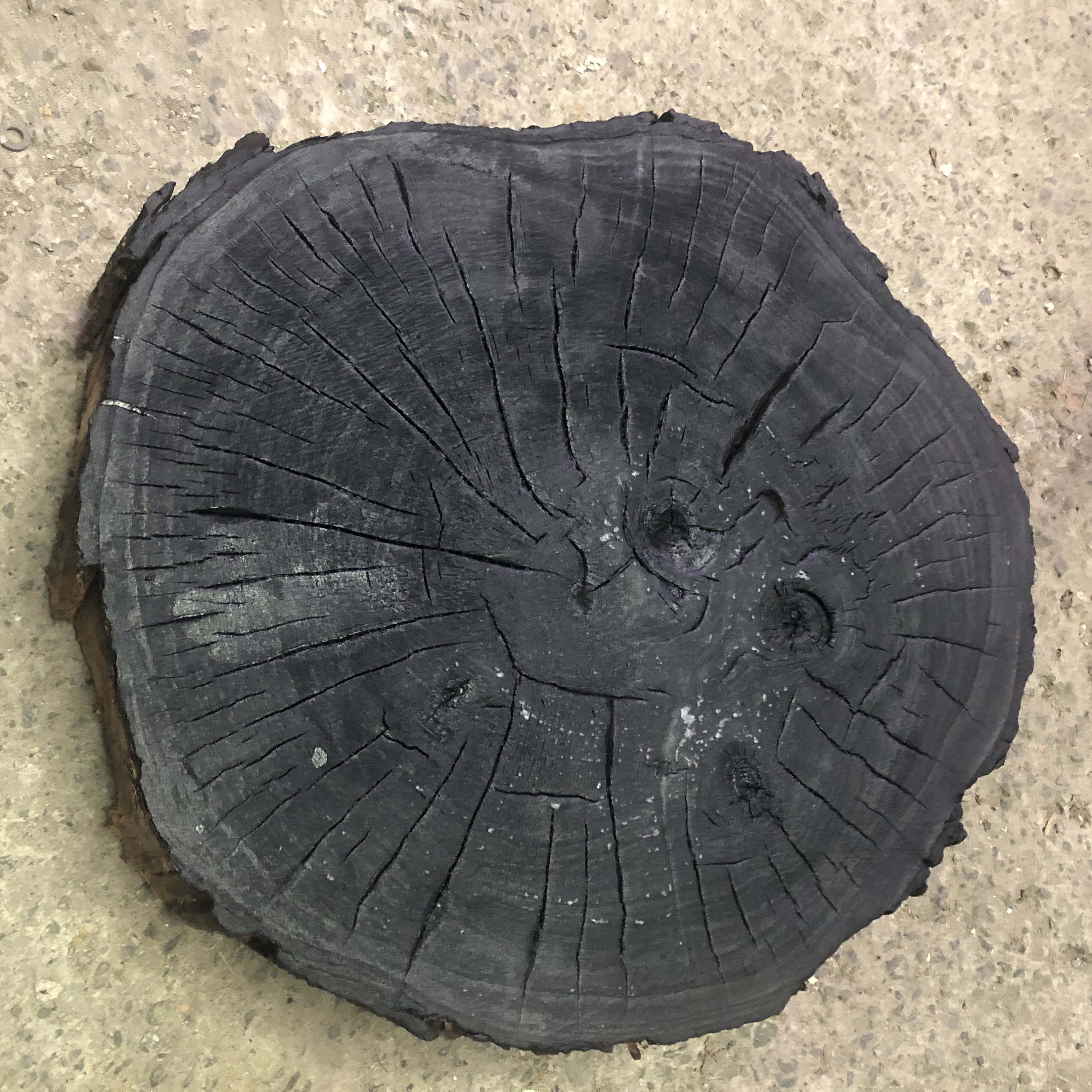 Handmade Maple Tree Ring Art 2020 in Tree Stump Print Tree - Etsy Singapore