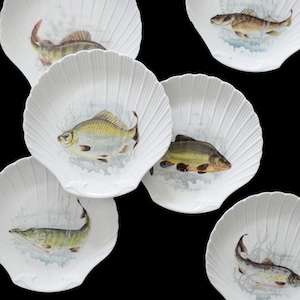 Könnte beinhalten: Eine Sammlung von sechs weißen Keramikschalen in Form von Jakobsmuscheln. Jede Schale zeigt eine detaillierte, farbige Illustration einer anderen Süßwasserfischart in der Mitte, umgeben von geprägten, radial verlaufenden Rillen.