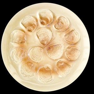 Large Vintage Saint Amand Oyster Platter French Majolica Ceramics Beige Brown Pottery Oyster Dish