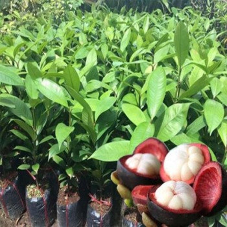 Purple Mangosteen Seedling Tropical Fruit Live Plant Etsy