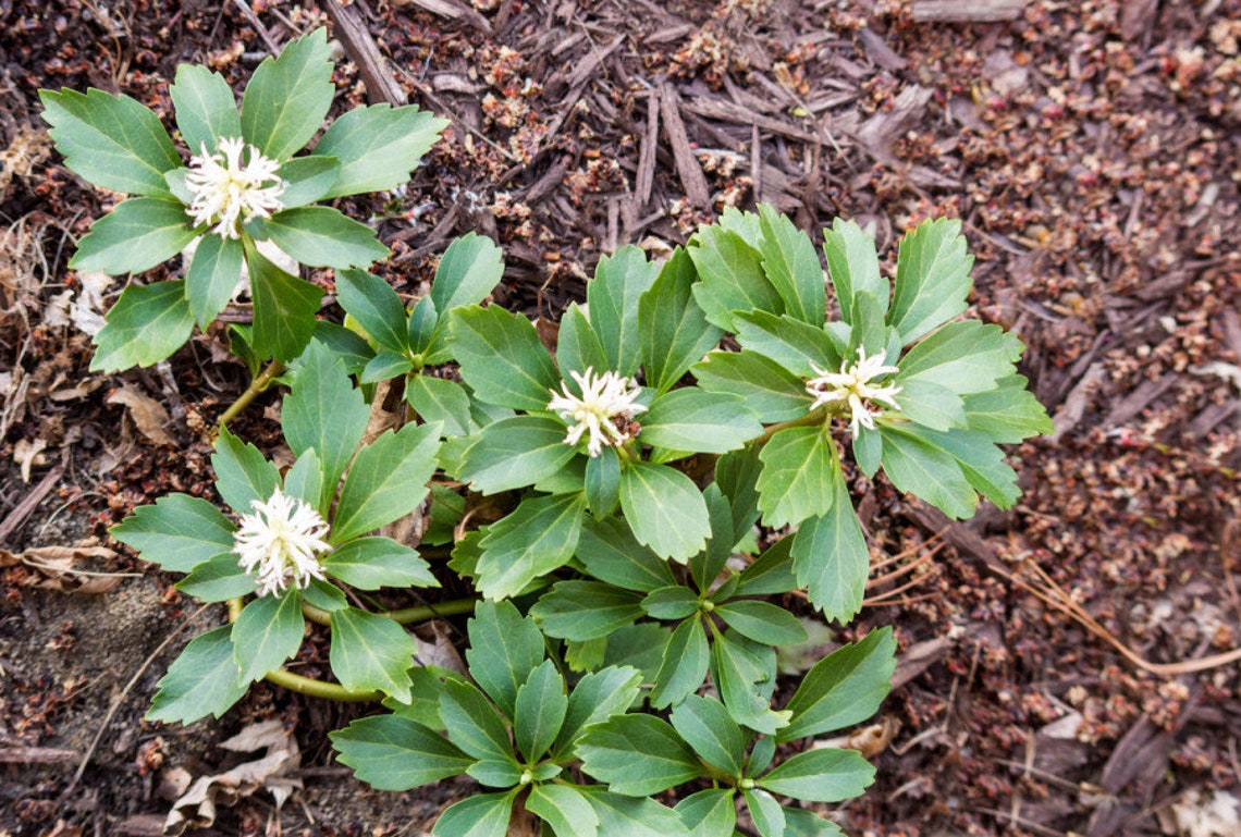 Green Carpet Pachysandra Japanese Spurge ground cover Etsy