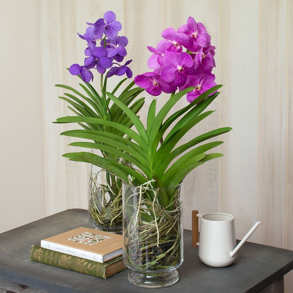 Purple Vanda Orchid Live Plants Rare Orchid Plants PL035