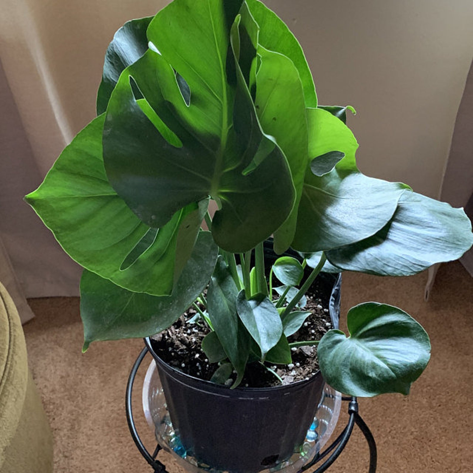 Monstera deliciosa Swiss Cheese Plant live indoor plants 10 Etsy