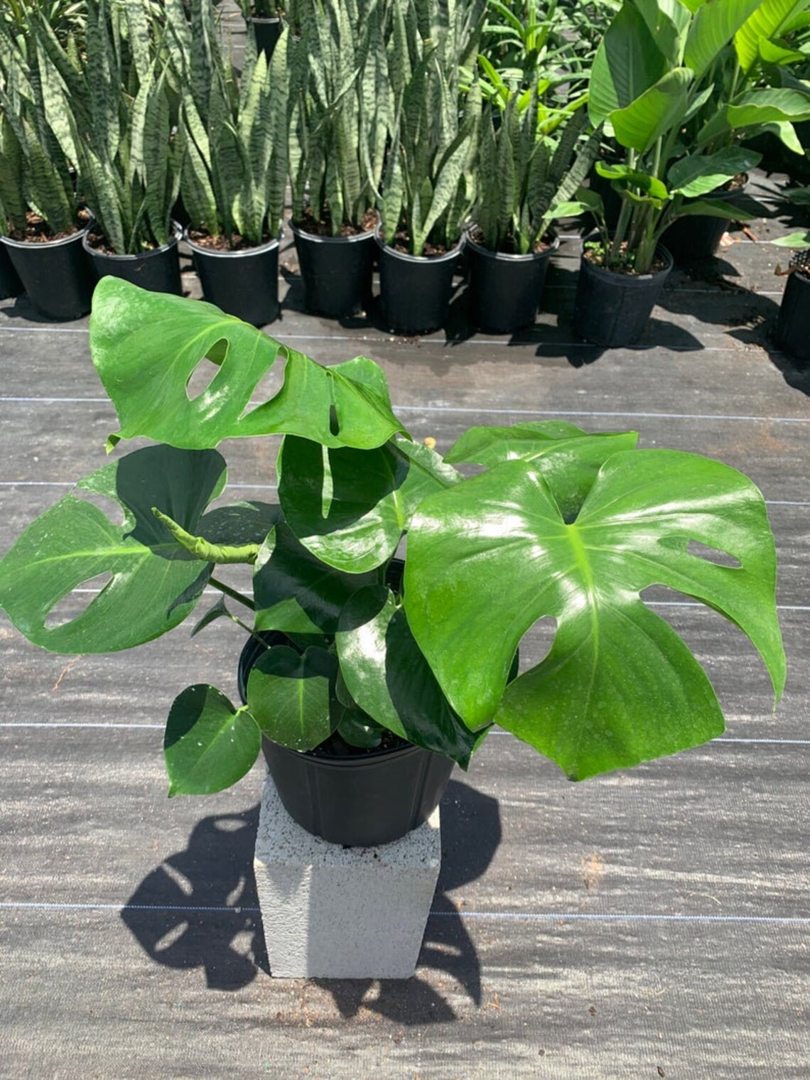 Monstera deliciosa Swiss Cheese Plant live indoor plants 10 Etsy