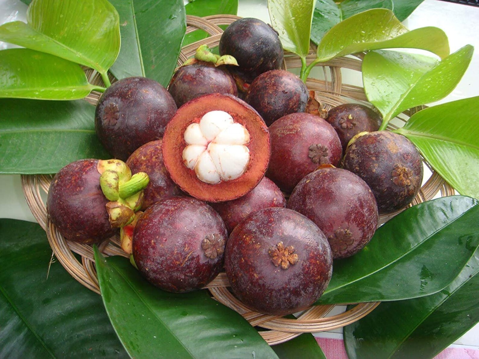 Purple Mangosteen Seedling Tropical Fruit Live Plant Etsy